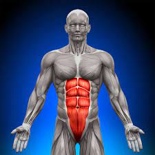 Origin: Sternum & Ribs 5-7

Insertion: Superior pubis near pubic symphysis

Action: Flexes spine and compresses abdominal wall