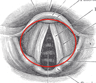 -The opening into the respiratory system
-Part of the Respiratory system