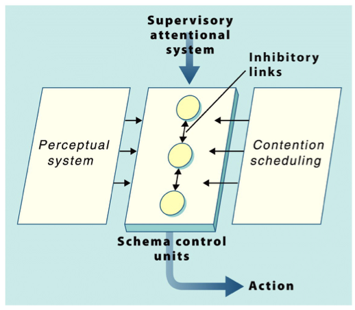 <p>Supervisory Attentional System</p>
