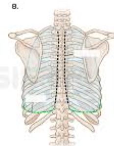 <p>chest </p>