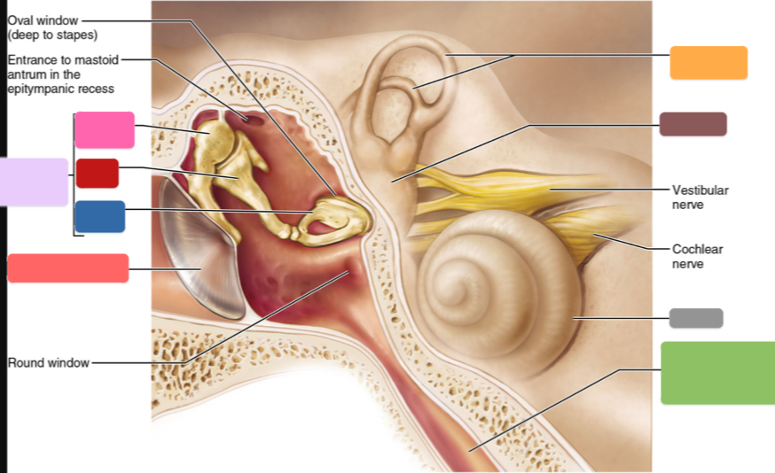 <p>What part of the ear is this? (Light purple)</p>