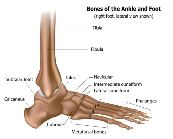 <ul><li><p>calcaneus</p></li><li><p>talus</p></li><li><p>cuboid </p></li><li><p>navicular </p></li><li><p>1st (medial), 2nd (intermediate) and 3rd (lateral) cuneiform </p></li></ul><p></p>