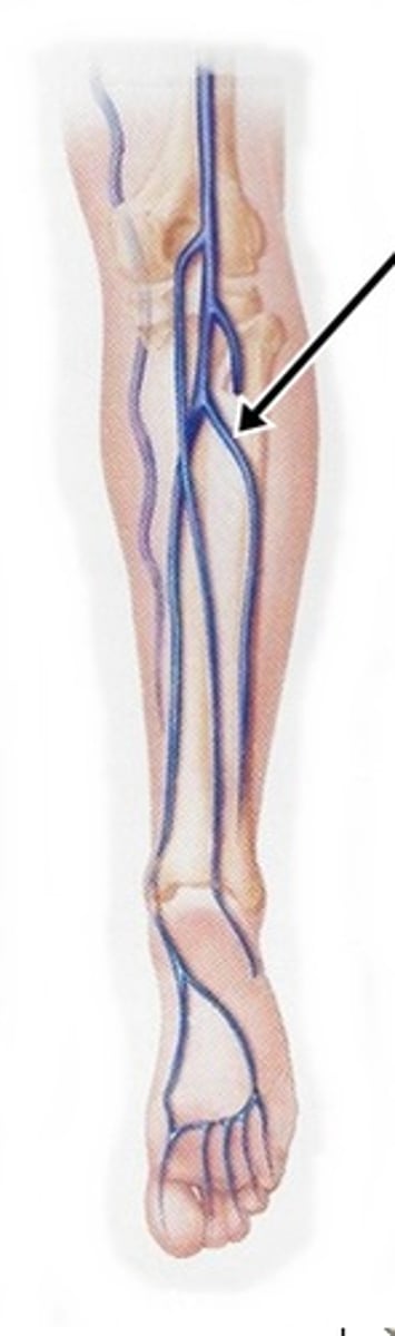 <p>run with the fibular artery, drain blood from the lateral compartment of the leg</p>