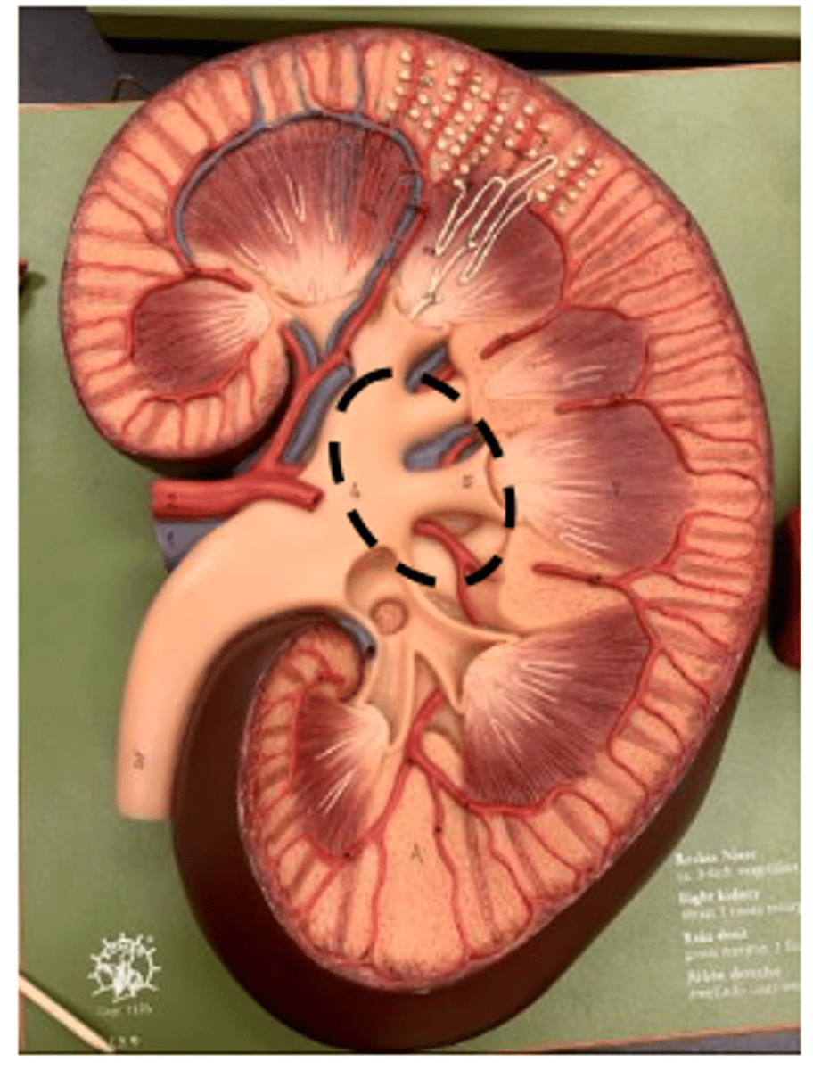 <p>What structure is below renal pelvis?</p><p></p>