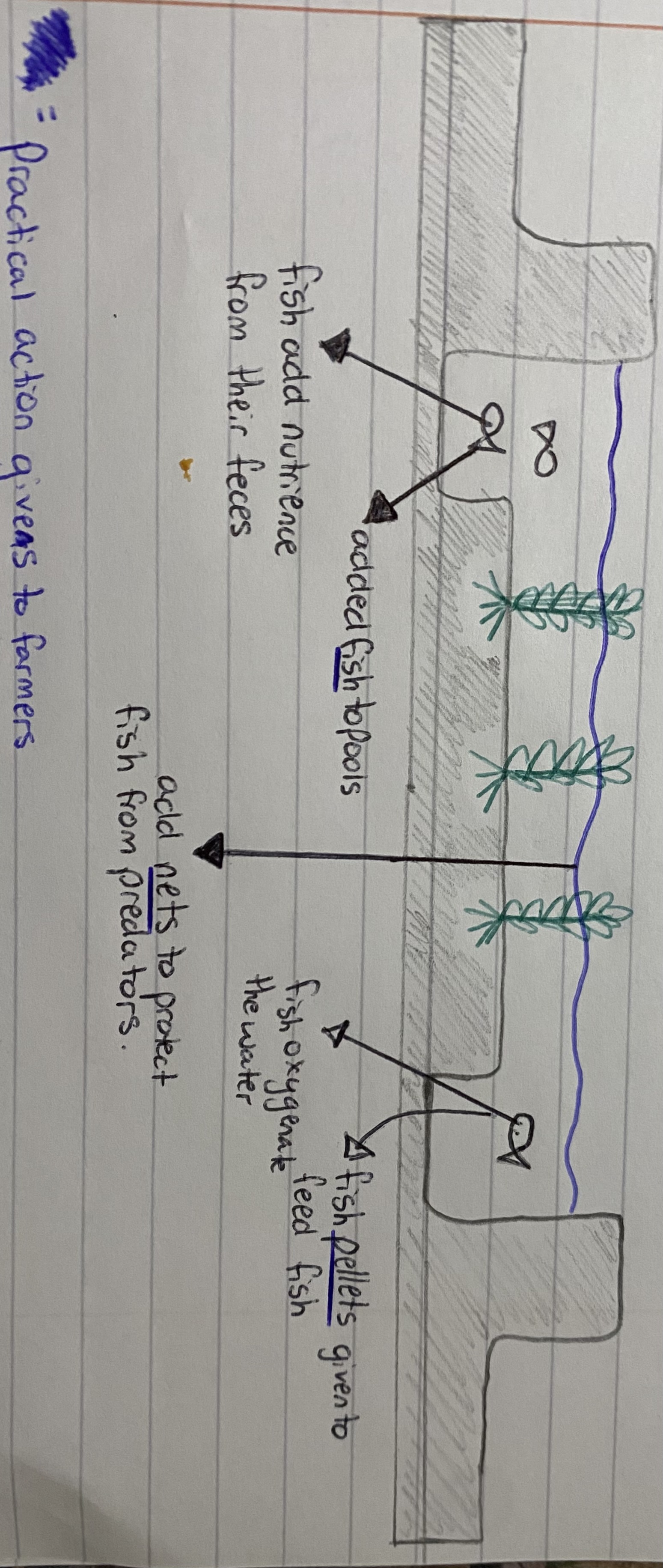 <p>LOOK IN BOOK 1 OCTOBER</p><ul><li><p>NGO added <strong>fish</strong> to pools to add nutrience from their fences</p></li><li><p>NGO added <strong>nets</strong> to protect fish from predators</p></li><li><p>NGO added <strong>pellets</strong> given to feed fish + the fish oxygenate the water</p></li></ul><p>end product is increased yield. More rice = more income</p><p><strong>sustainability</strong></p><p><strong>environmentalaly</strong> - rice and fish benefit + no artificial fertilisers</p><p class="has-focus is-empty"><strong>economically</strong>- more money- expanding the business - education</p><p class="has-focus is-empty"><strong>socially</strong>- information can be passed on</p>