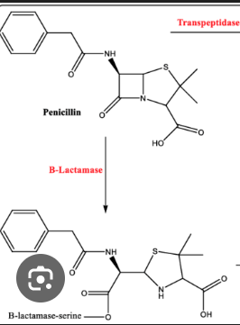 <p>irreversible inhibitor.</p><p>ex is Penicilin:&nbsp;<strong>The Attack and the Break:</strong> When the enzyme tries to act on penicillin, the highly reactive, four-membered <strong>β-lactam ring</strong> in the antibiotic breaks open.</p><ul><li><p><strong>The Irreversible Bond:</strong> The broken penicillin snaps onto a vital part of the enzyme's active site, forming a <strong>permanent, extremely stable covalent bond</strong>. (The enzyme is a hydrolase da make the sira to the square shit</p></li></ul><p></p>