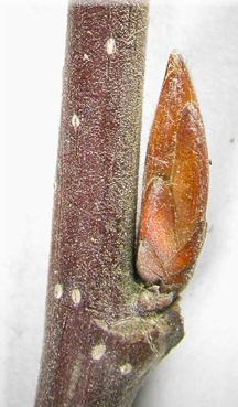 <p><span><strong>Pupeny (0,3-0,5cm) špičaté, šupiny na okraji jemně brvité</strong></span></p>