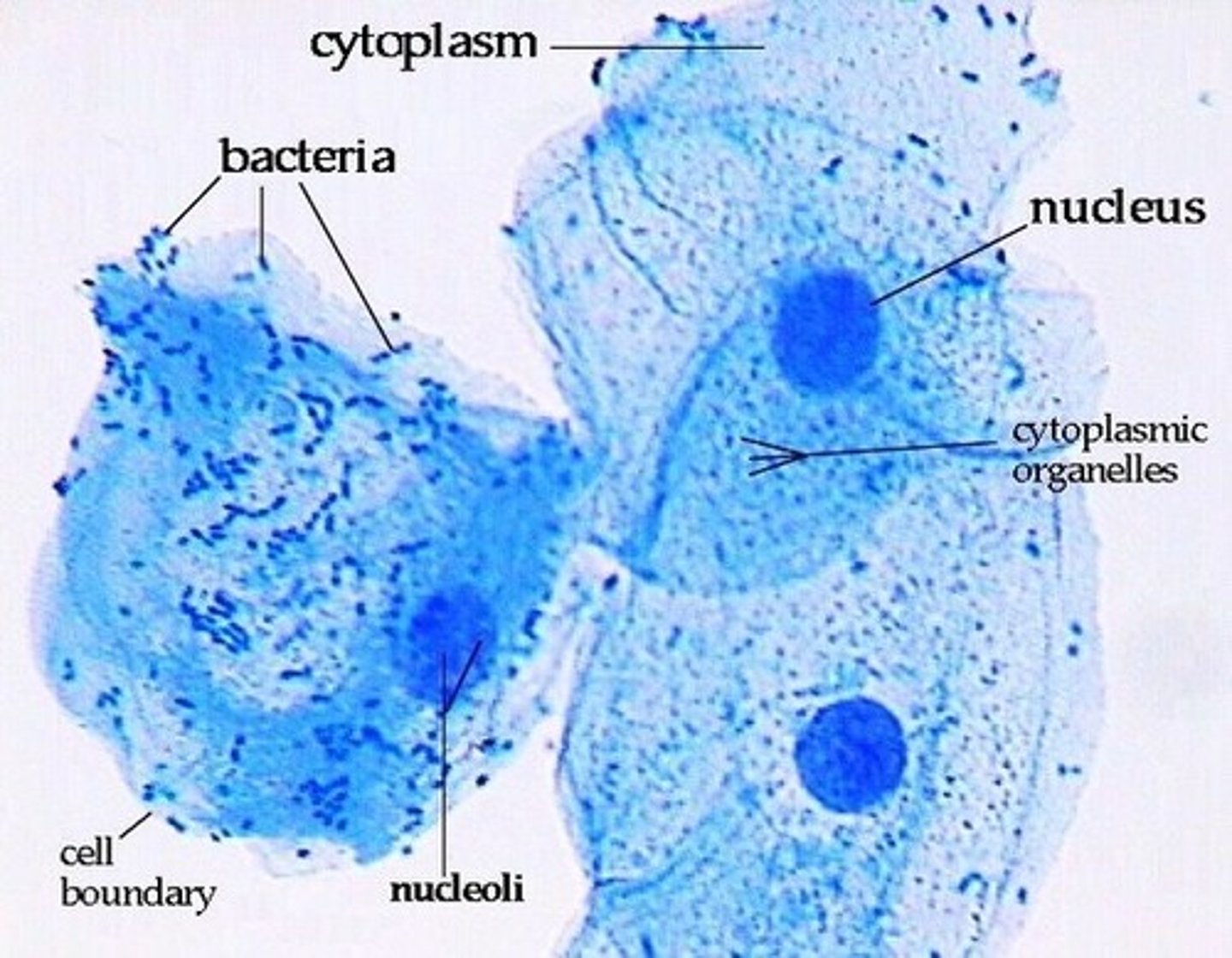 <p>Basic unit of life</p>