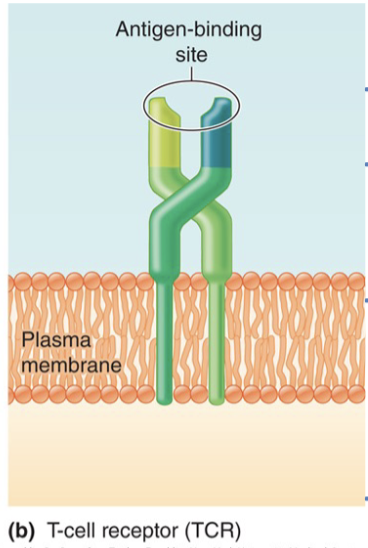<ul><li><p>Dimer of 2 T cell receptor chains</p></li><li><p>Tip o the variable domain provides the antigen binding site</p></li><li><p>Each T cell has a unique TCR, a large T cell repertoire is generated similar to B Cells</p></li><li><p>Two major types</p><ul><li><p>Helper</p></li><li><p>Cytotoxic</p></li></ul></li></ul><p></p>