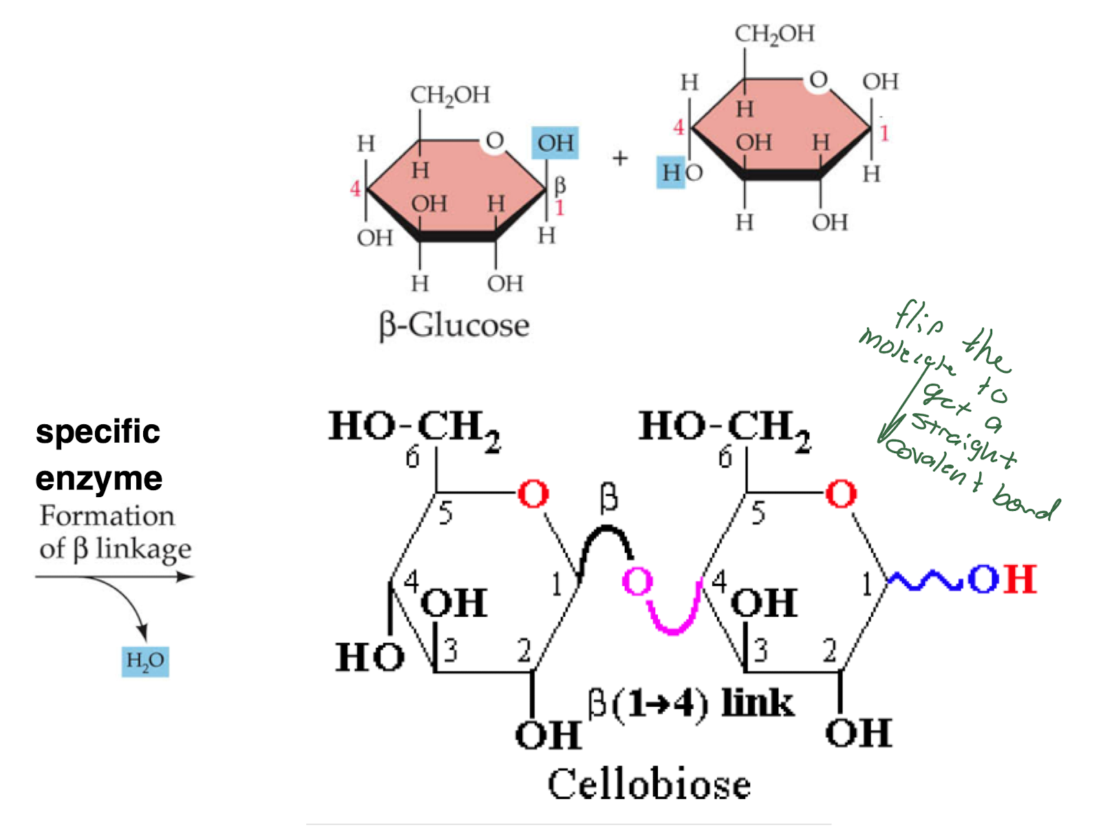 * Beta 1,4 glycosidic linkages 
* multiple of these linkages creates cellulose
* The second glucose group is flipped and thus the CH2OH groups are on opposite sides making a very symmetrical and straight molecule. 