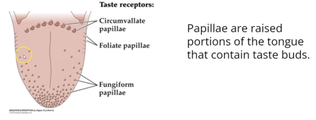 <p>Fungiform papillae, Circumvallate papillae and Foliate papillae (just remember it&apos;s fungi, circle and foil)</p>