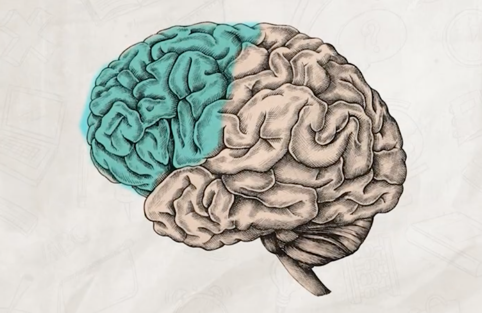 <p>responsible for higher level thinking and executive functions&nbsp;</p>