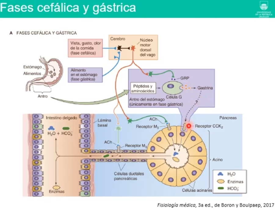 <p><strong><u>Fase cefalica y gastrica</u></strong><u>, estimulan la secreción pancreactica ademas de la gastrica.</u></p><p>Terminaciones nerviosas del nervio vago liberan <strong>ACh</strong> a nivel del <strong>acino pancreatico</strong> con receptores muscarinicos y estimulando a la celula acinar para que <strong>secrete enzimas y liquido acuoso con osmolaridad similar a la del plama (liquido isotonico)</strong></p><p>Se estimulan las <strong>celulas ductales</strong>, secretadoras de <strong>bicarbonato</strong> estimulando un <strong>aumento del volumen</strong> de las secreciones se incorpora mas H2O</p><p>Estas secreciones seran vertidas a la luz del intestino.</p><p>Fase cefalica y gastrica, con reflejos vago vagales y produccion de gatrina viaja por sangre, tambien estimulando a las celulas acinares. </p><p><strong><u>Fase intestinal</u></strong><u> de la secreción pancreatica</u>.</p><p>Llega el <strong>Quimo</strong> a al duodeno produce estimulos de la secrecion pancreatica, pH acido del quimo <strong>estimulan celulas S del intestino</strong>, (celulas endocrinas) productoras de <strong>secretina </strong>viaja por la sangre y llega a estimular a las celulas ductales el componente acuoso de secrecion pancreatica. </p><p>Productos de digestion de grasas y proteinas van a <strong>estimular a celulas I </strong>que se encuentran en el duodeno, liberan <strong>Colesistoquinina CCK</strong> viajan por la sangre hasta estimular las celuas acinares directa o indirectamente. Estimulan tambien al nervio vago liberando Ach.</p>