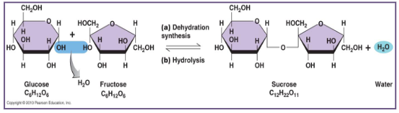 <ul><li><p>poly = many</p><ul><li><p>hundreds of monosaccharides</p></li><li><p>often not soluble in water (too large)</p><ul><li><p>ex: <strong>glycogen, starch, cellulose (cannot digest)</strong></p></li></ul></li></ul></li></ul>