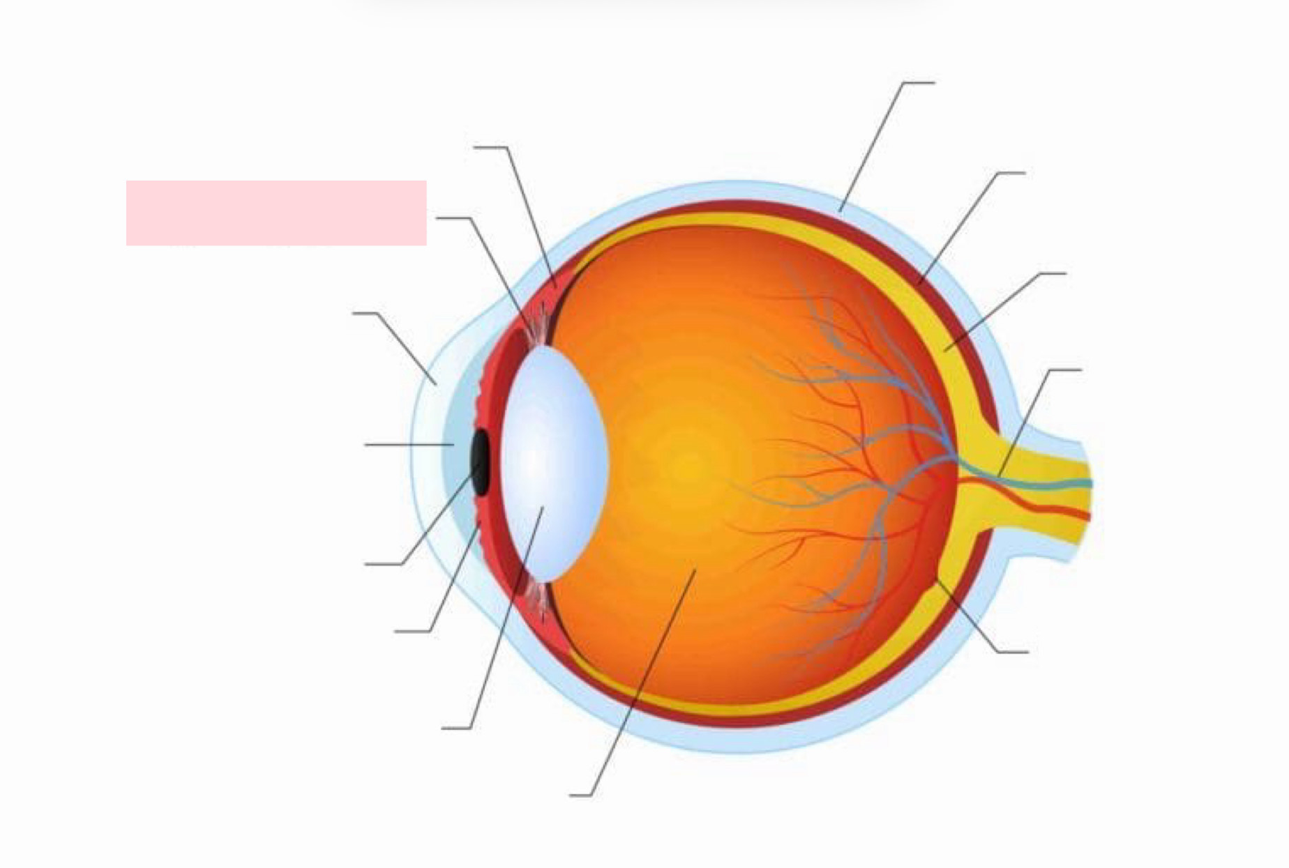 <p>Label the Diagram</p>
