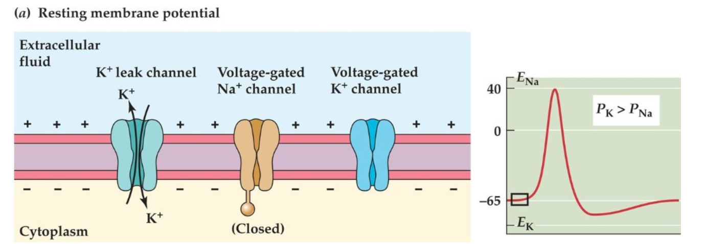 <p>Resting Vm</p><p>-K+ leak channel open. VGC closed.</p><p>-cell = -70mV</p><p>-Pk &gt; Pna of cell</p><p>→ if sufficient pos charge (EPSP), Vm hits threshold and triggers AP</p>