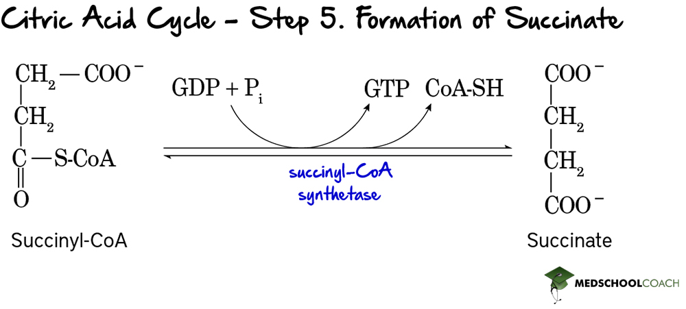 <p>Generation of GTP</p>
