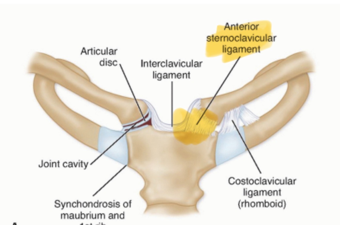 <p>Back ligament</p>