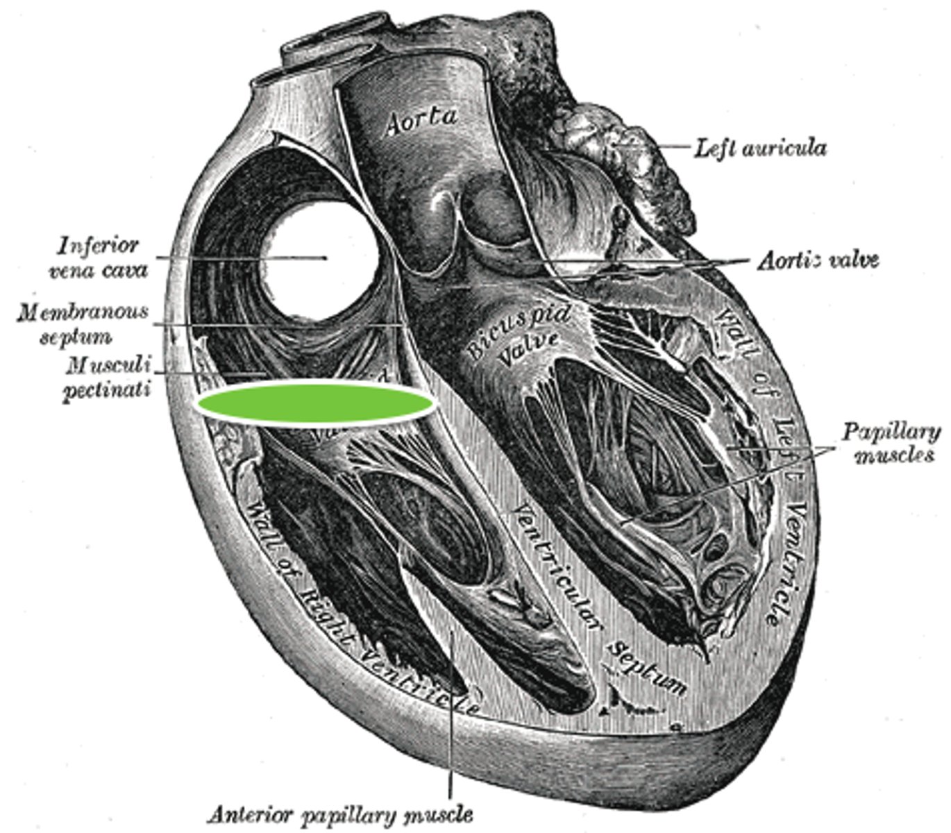 <p>opening from right atrium to right ventricle</p>