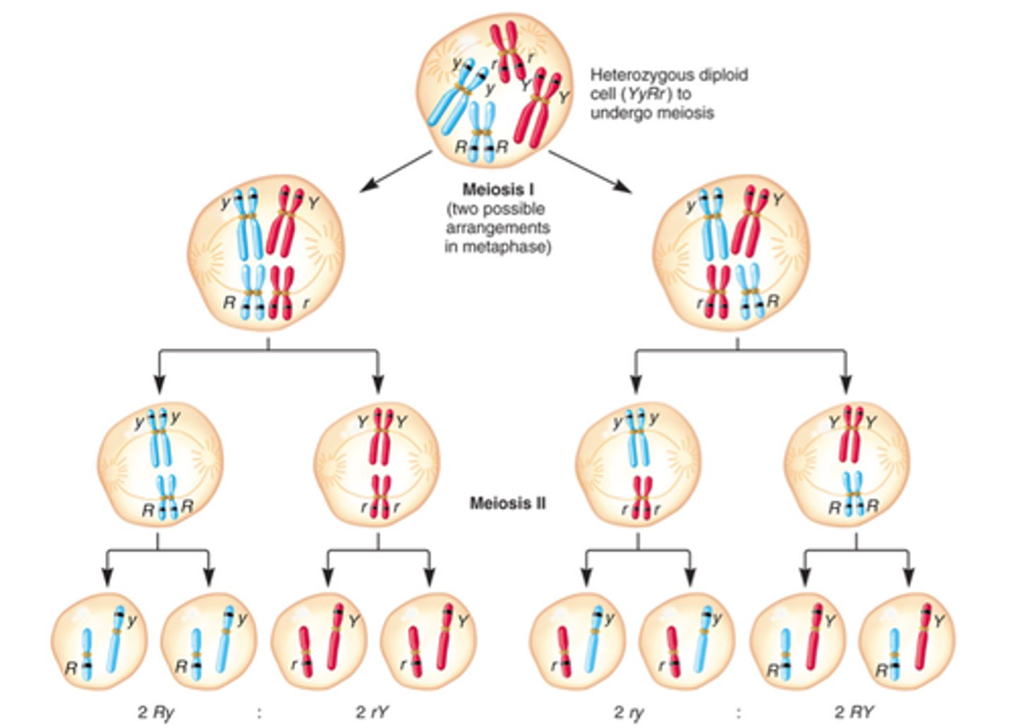 <p>in meiosis 1, homologous pairs of chromosomes line up opposite each other at the equator of the cell.</p><p>it is random which side of the equator the paternal + maternal chromosomes from each homologous pair lie.</p><p>these pairs are separated, so one of each pair ends up in a daughter cell.</p><p>this creates a large number of possible combinations of chromosomes in the daughter cells produced.</p><p>over 8 million different combinations of chromosomes can be made.</p>