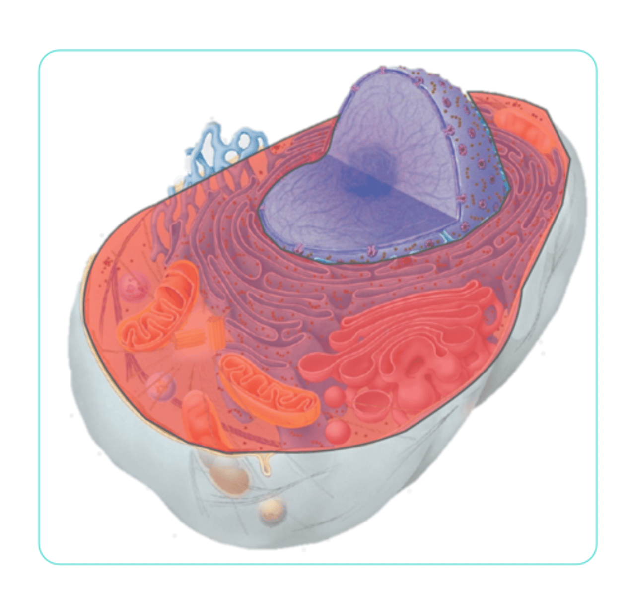 <p>Everything inside the cell, but outside of the nucleus; contains fluids and cytosol (jelly substance).</p>