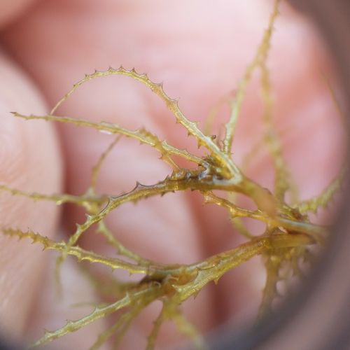 <p>Simple leaves, achene fruit, submerged rooted plants, in slow streams/ponds, opposite whorled leaves, multicellular teeth</p>