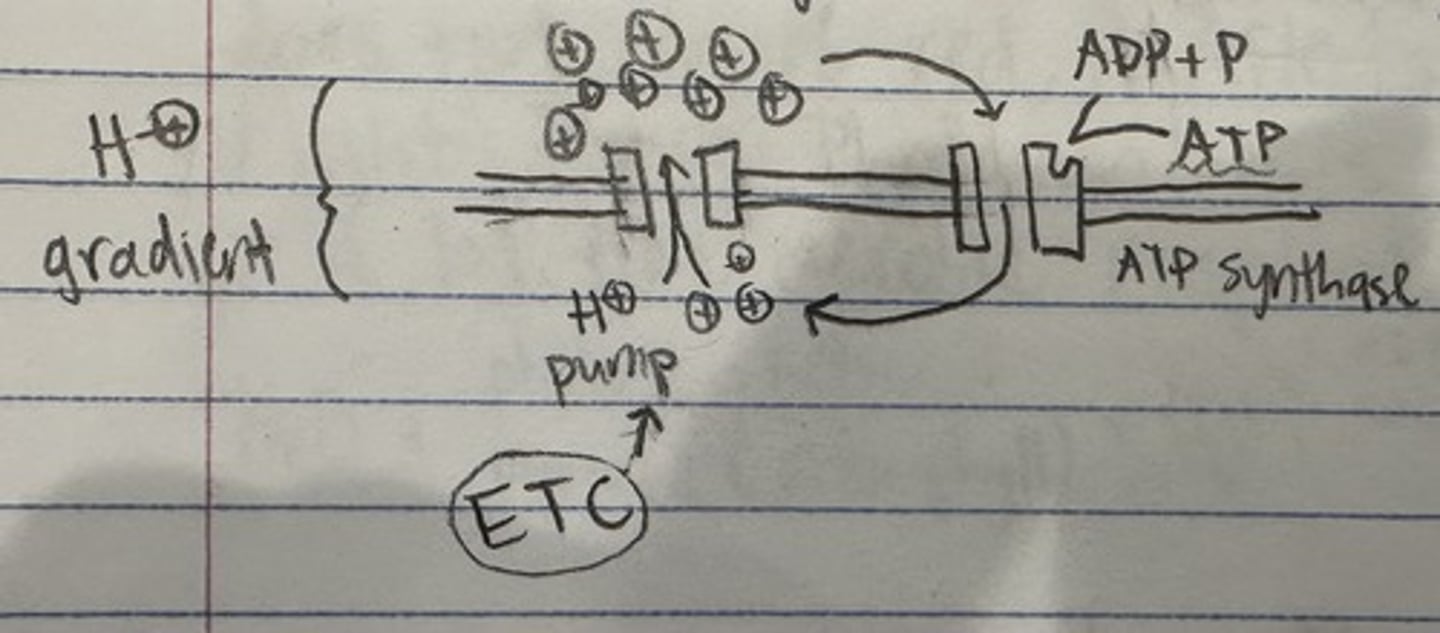 knowt flashcard image