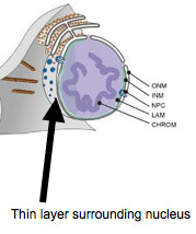 <p>also known as nuclear envelope, is the double lipid bilayer membrane which surrounds the genetic material and nucleolus in eukaryotic cells. Consists of two lipid bilayers - inner and outer nuclear membrane.</p>