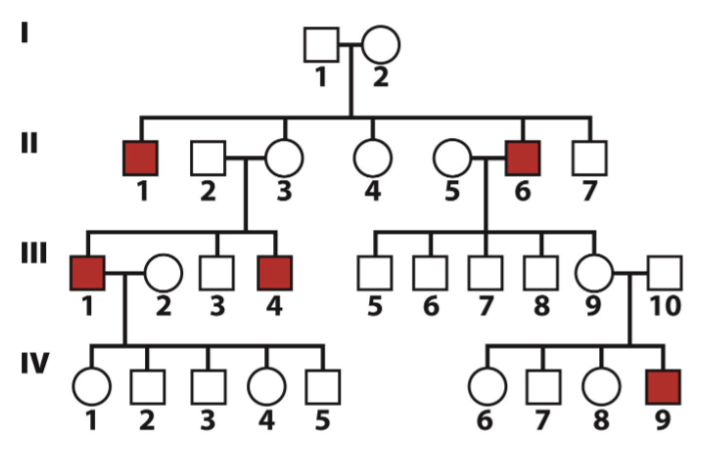 <p><span style="color: blue">If the trait tracked in the following pedigree is inherited in</span><span style="color: blue"><br></span><span style="color: blue">an X-linked recessive manner, what is the expected</span><span style="color: blue"><br></span><span style="color: blue">genotype for II-3 and III-9?</span><span style="color: blue"><br></span><span style="color: blue">A. Probably both homozygous</span><span style="color: blue"><br></span><span style="color: blue">recessive</span><span style="color: blue"><br></span><span style="color: blue">B. Probably both homozygous</span><span style="color: blue"><br></span><span style="color: blue">dominant</span><span style="color: blue"><br></span><span style="color: blue">C. Probably both heterozygous</span></p>