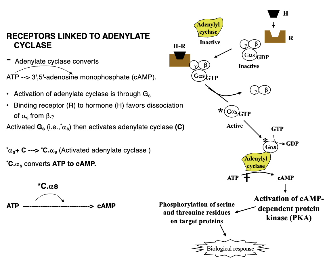 <ol><li><p>Activation of adenylate cyclase through Gs</p></li><li><p>Binding receptor to hormone favours dissociation of α<sub>s</sub> from β, γ</p></li><li><p>Activated Gs (*α<sub>s</sub>) then activates adenylate cyclase (C); simultaneously G-protein dephosphorylates GTP into GDP causing it to become inactive by forming affinity for β, γ subunits</p></li><li><p>Adenylate cyclase then converts ATP to cAMP</p></li><li><p>Activation of cAMP-dependent protein kinase (PKA)</p></li><li><p>Phosphorylation of serine and threonine residues on target proteins leading to biological response</p></li></ol><p></p>