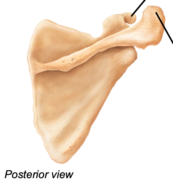 1. Appendicular skeleton 
2. Located in pectoral girdle 
3. Located on the posterior surface of the rib cage
4. Scapular spine is on posterior side of the scapula
5. Contains
- Gelnoid cavity 
- Supraspinous/infraspinous fossae
- Subscapular fossa
- Coracoid process
- Acromion