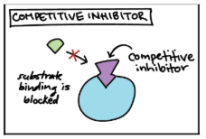 <ul><li><p>Inhibitor & substrate “compete” for active site</p></li><li><p>Can overcome inhibition by increasing substrate concentration so it out-competes the inhibitor for the active site on the enzyme</p></li></ul><p></p>