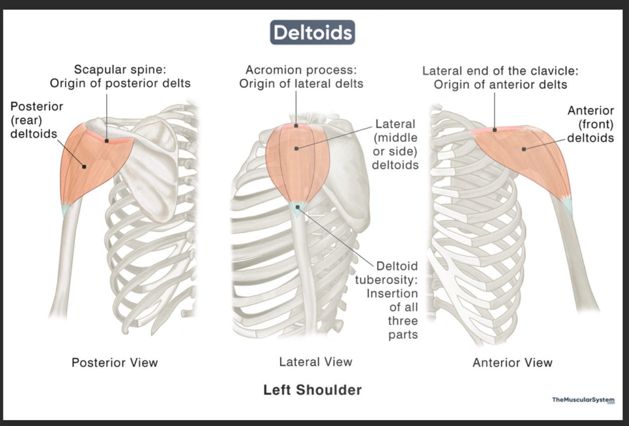 <p>Posterior deltoid</p>