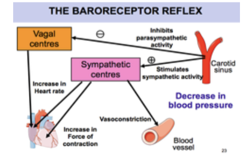 <p>Rapid control of BP (2-3 seconds)</p><ol><li><p>Pressure receptors (baroreceptors) located in large arteries; detect sudden changes in arterial pressure</p></li><li><p>Baroreceptors send info to CV control center in brainstem (medulla) if BP high or low</p></li><li><p>CV control alters actives of heart and circulation to bring BP back to normal $</p></li></ol><p></p>