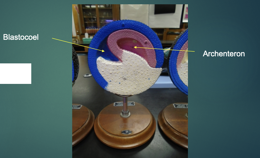 <p>explain the state of the blastula in terms of the gastrulation process (according to this model). </p>