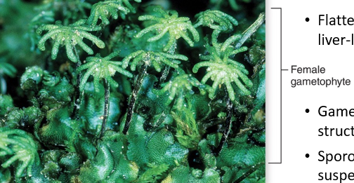 <p>Liverworts -&gt; flattened gametophytes with liver like lobes -&gt; microscopic sporophyte -&gt; can produce sexually or asexually</p>