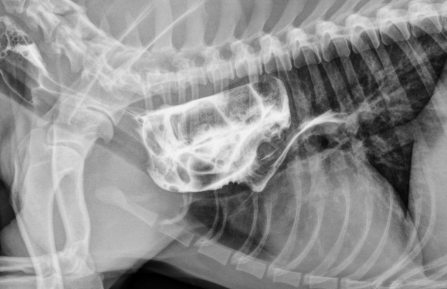 <ul><li><p><span style="color: rgb(136, 136, 136);"><strong>Et:</strong> </span><strong><u>Persistent Right 4th Aortic Arch (PRAA</u></strong><u>)</u>,<strong> constriction at esophagus</strong></p></li><li><p><span style="color: rgb(136, 136, 136);"><strong>Sig:</strong></span> young, GSD, Irish Setter, Boston, Siamese, Persian</p></li><li><p><span style="color: rgb(136, 136, 136);"><strong>Cs:</strong> </span><strong><u>solid food regurge</u>, aspiration pneumonia(2ndary),</strong> failure to thrive, poor weight gain</p></li><li><p><span style="color: rgb(136, 136, 136);"><strong>Dt: </strong></span>contrast esophagram (enlarged @ base), CT/angiogram</p><ul><li><p><strong><u>Check for cranial megaesophagus&nbsp;</u></strong></p></li></ul></li><li><p><span style="color: rgb(136, 136, 136);"><strong>Tx:</strong></span> Sx at <strong><u>10-12w (lig arteriosum division)</u></strong></p><ul><li><p>Fair to good prognosis</p></li><li><p class="has-focus">the fibrous remnant of the fetal ductus arteriosus</p></li></ul></li></ul><p class="has-focus"></p><p></p>
