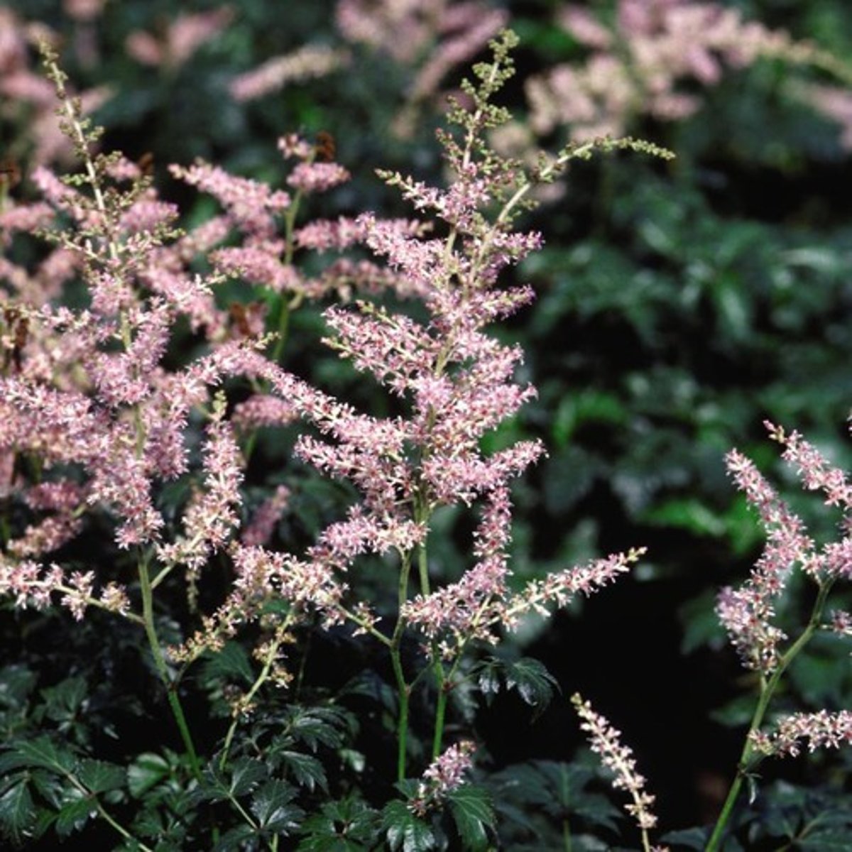 <p>Sprite astilbe</p>