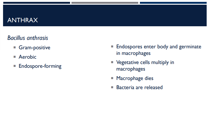 <p>Describe the characteristics of the bacterium that causes anthrax.</p>