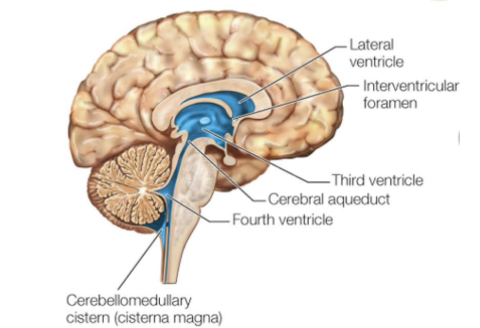 <p>cavities in the brain filled with CSF.</p><p>Four large connected ventricles:</p><ul><li><p><strong>left and right lateral ventricle</strong><em>:</em> connect via the<em> interventricular foramen</em>&nbsp;to</p></li><li><p><strong>third ventricle</strong>: connects via the<em>&nbsp;cerebral aqueduct</em>&nbsp;to</p></li><li><p><strong>fourth ventricle</strong></p></li></ul><p></p>