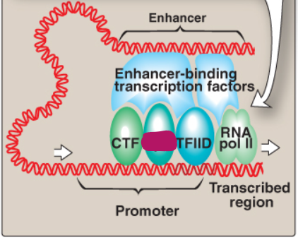 <p>Label this section of the core promoter site.</p>