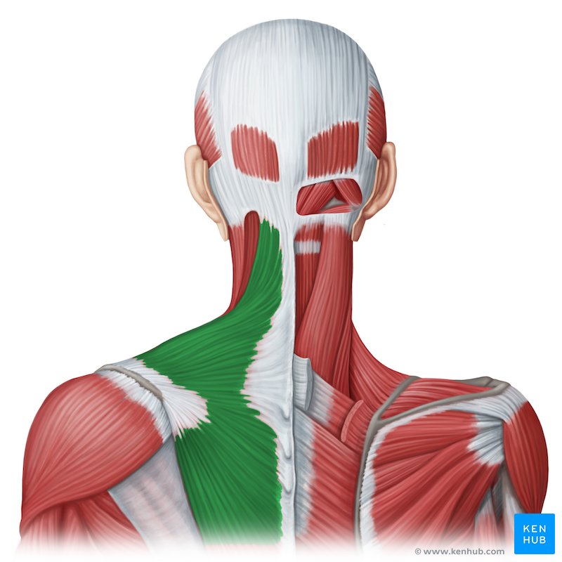 <p>Divided into upper, middle, and lower parts; involved in shoulder elevation, retraction, and depression.</p>