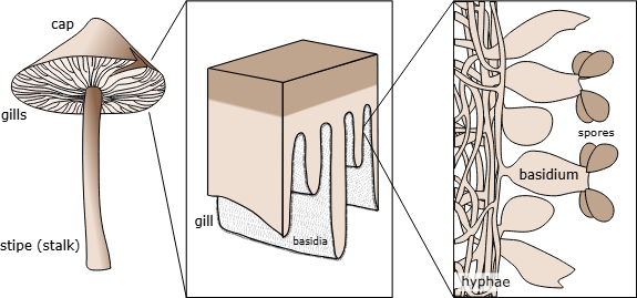<p>Estructura celular donde se producen las basidiosporas por meiosis.</p>