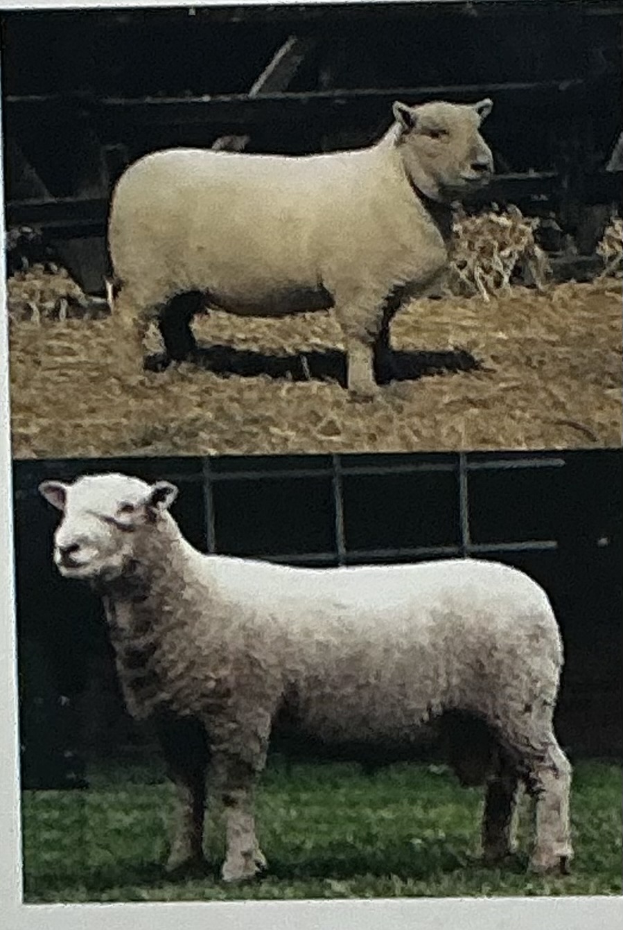 <p>Dual purpose, high cutability carcass, mod size, heritage breed</p>
