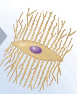 <p>Name this cell type.</p>