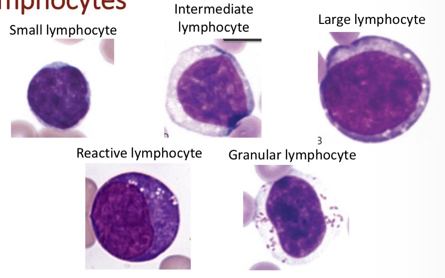 <p>Types of lymphocyte </p>