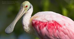 <p>Spoonbill</p>
