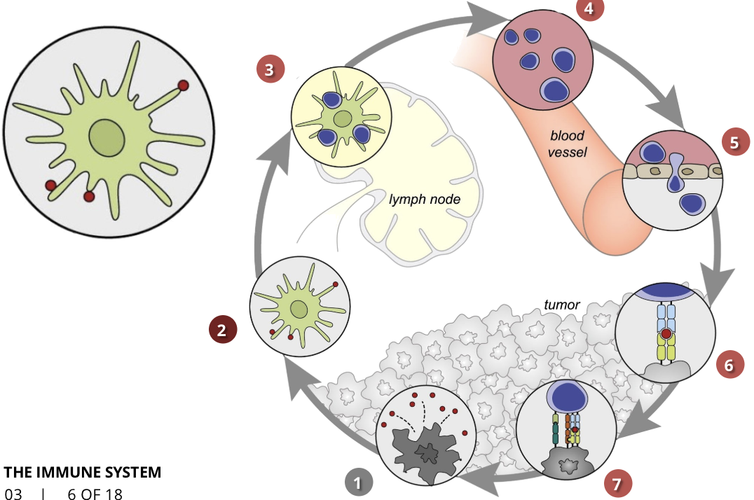 <ul><li><p>dendritic cells/APCs</p></li><li><p>the cells of the immune system capture the released antigens and travel to the lymph nodes where they find T cells</p></li></ul><p></p>