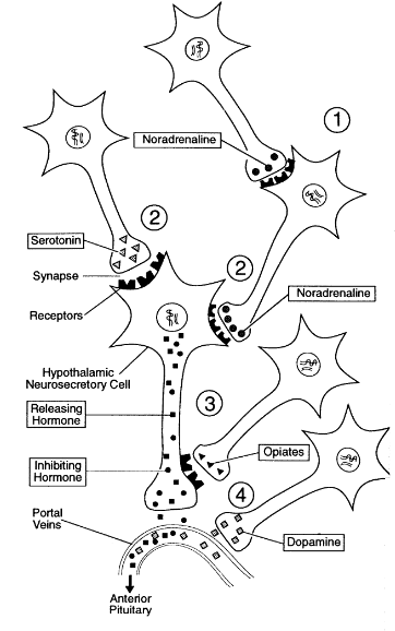 <p>1. Indirect stimulation/inhibition of the neurosecretory cell via innervation of an interneuron regulating its activity </p><p>2. Direct innervation of the neurosecretory cell via axo- dendritic or axo-somatic synapses, thus influencing the cell’s activity </p><p>3. Presynaptic inhibition via axo- axonic synapses at the terminals </p><p>4. Direct release of hypothalamic dopamine into the portal blood stream</p>