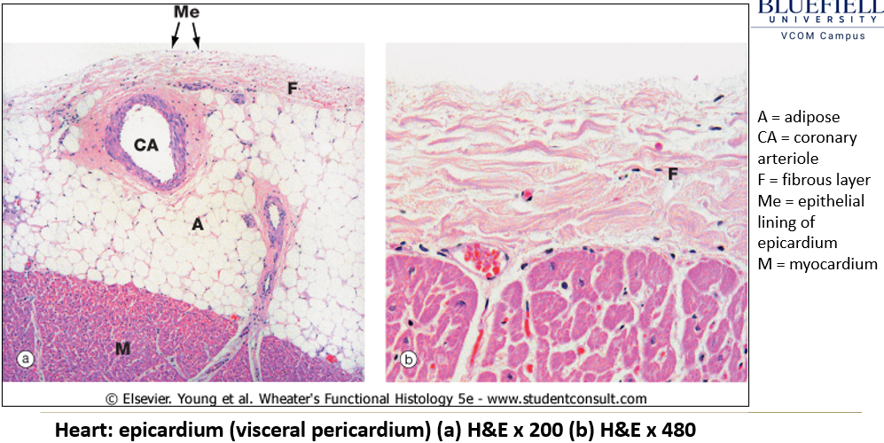 <p>Outermost layer containing <strong>adipose tissue</strong> beneath a <strong>simple squamous epithelium</strong>.</p>